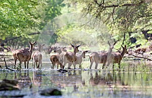 Herd of red deer hinds