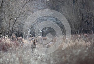 Herd of red deer and hinds in forest in winter