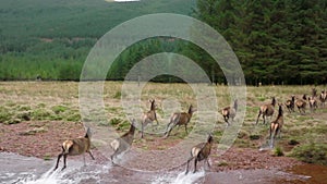 A Herd of Red Deer Hinds Running in the Scottish Highlands in Slow Motion