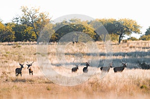 Herd of red deer in La Pampa