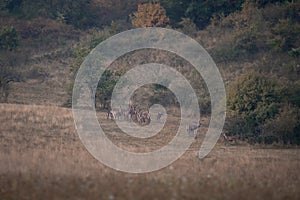 Herd of red deer male and females in spring wild nature