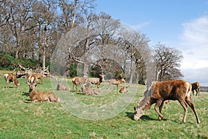 Herd of Red Deer, Richmond Park
