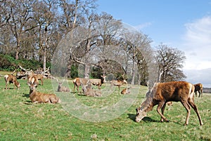 Herd of Red Deer, Richmond Park photo