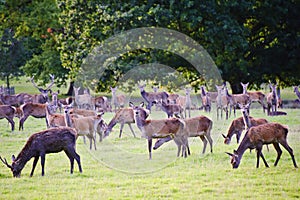 Herd of red deer during rut in Autumn Fall