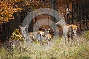 Herd of red deer with stag and hinds looking around on a glade in autumn forest