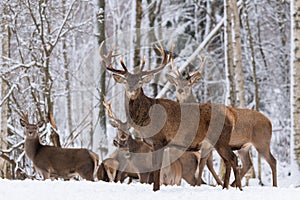 Herd Of Red Deer Stag In Winter.Winter Wildlife Landscape With Herd Of Deer Cervus Elaphus. Deer With Large Branched Horns On Th