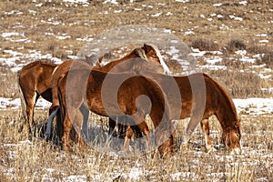 A herd of red horses graze on a winter pasture in the Altai mountains