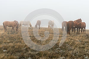 A herd of red horses, including a Mare with foal, grazing in a meadow in the mist on an autumn morning