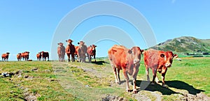 Herd of Red Limousin cattle cows livestock