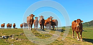 Herd of Red Limousin cattle female cow cows livestock photo