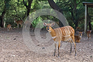 Herd of red striped forest antelope sitatunga