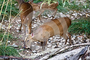 Herd of Reeves`s muntjac grazing
