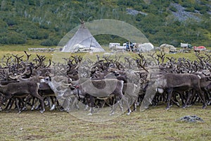 A herd of reindeer against the background of the camp of Nenets reindeer herders. Yamal