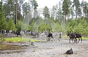 A herd of reindeer goes into the taiga
