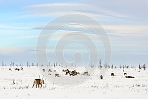 Herd of reindeer grazes in the tundra photo