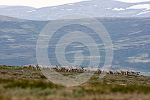 Herd of reindeer in mountains