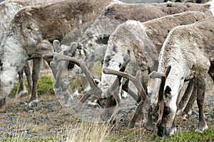 A herd of reindeer in Norwegian Lapland