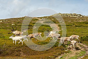 Herd of reindeer`s walking up a mountain in northern Sweden