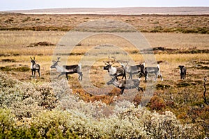 Herd of reindeer, Sweden