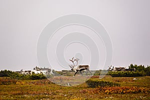 Herd of reindeer on Swedish tundra photo