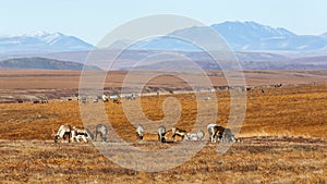 A herd of reindeer in the tundra