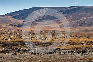 A herd of reindeer in the tundra