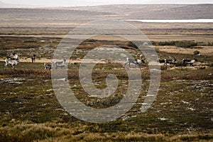 Herd of reindeer on tundra in Sweden