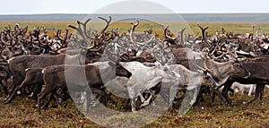 Herd of reindeer on a yearly migration in the polar tundra.