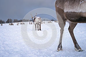 Herd of reindeers in winter