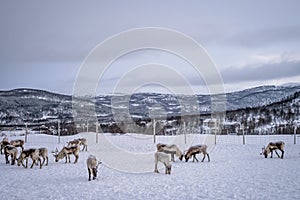 Herd of reindeers in winter