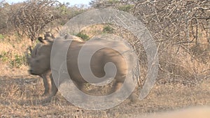 Herd of Rhinoceroses walking on the savanna