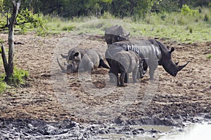 Herd of Rhinocerous on muddy riverbank