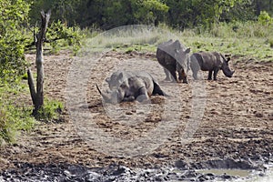 Herd of Rhinocerous on muddy riverbank