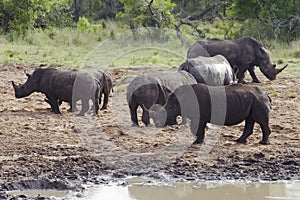 Herd of Rhinocerous on muddy riverbank
