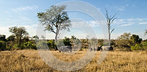 Herd of rhinos, rhinoceros kruger park, South africa wildlife