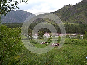 Herd of riding Altai tourist horses grazing among the mountains in a pasture in a mountain valley