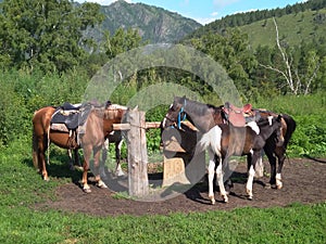 A herd of riding Altai tourist horses grazing among the mountains in a pasture in a mountain valley