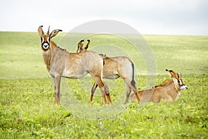 Herd of Roan Antelope on the Hills of Nyika Plateau