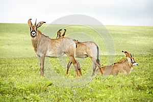 Herd of Roan Antelope on the Hills of Nyika Plateau photo