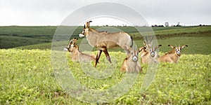 Herd of Roan Antelope on the Hills of Nyika Plateau photo