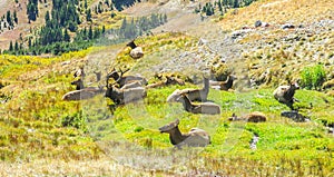 A herd of Rocky Mountains Elk resting in Alpine Tundra