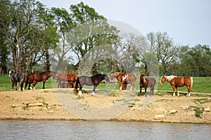 A herd of Rodeo horses at a farm water hole.