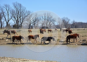 A herd of Rodeo horses at the ranch water hole.