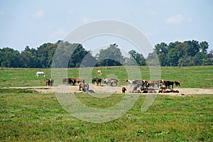 A herd of rodeo horses at the ranch water hole on a sunny summer day in South New Jersey.