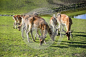 A herd of roe deer grazing