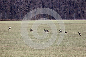 A herd of roe deer running away from danger