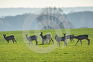 Herd roe deers in a clearing