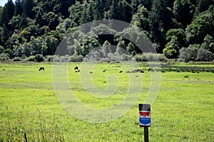 Herd of roosevelt elk cows with no trespass sign photo