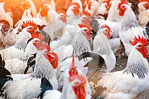 Herd of roosters on farm