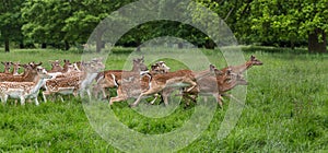 Herd of running fallow deer photo
